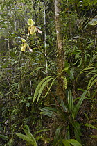 Low's Slipper Orchid (Paphiopedilum lowii) flowering on steep rocky slope on ultramafic hillside, Gunung Tumpu, Borneo, Indonesia