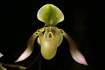 Low's Slipper Orchid (Paphiopedilum lowii) flower, Gunung Tumpu, Borneo, Indonesia