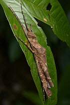 Stick Insect (Loxopsis valeroi), Lambir Hills National Park, Borneo, Malaysia