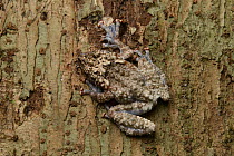 Rough Tree Frog (Theloderma horridum), first photographic record of this rare species in Sarawak, Lambir Hills National Park, Borneo, Malaysia