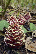 Ginger (Zingiber longipedunculatum) inflorescences on forest floor, Bario, Sarawak, Borneo, Malaysia
