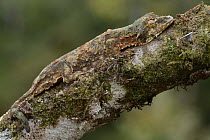 Sabah Flying Gecko (Ptychozoon rhacophorus) camouflaged on branch, Pulong Tau National Park, Borneo, Malaysia