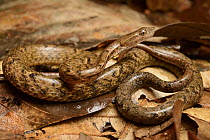 Mock Viper (Psammodynastes pulverulentus), Gunung Tambuyukon, Mount Kinabalu National Park, Borneo, Malaysia