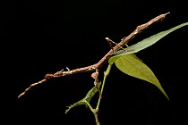 Stick Insect, Gunung Tambuyukon, Mount Kinabalu National Park, Borneo, Malaysia