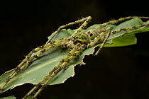 Malaysian Green Huntsman (Heteropoda boiei) male, Gunung Tambuyukon, Mount Kinabalu National Park, Borneo, Malaysia