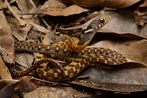 Speckled-bellied Keelback Snake (Rhabdophis chrysargus) juvenile camouflaged in leaf litter, Gunung Tambuyukon, Mount Kinabalu National Park, Borneo, Malaysia