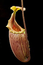 Veitch's Pitcher Plant (Nepenthes veitchii) and Pitcher Plant (Nepenthes mira) hybrid, Lindulla, Sri Lanka