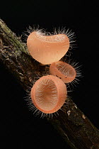 Cup Fungus (Cookeina tricholoma) mushrooms, Borneo, Malaysia
