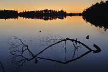 Branch in Cranberry Lake at dusk, Deception Pass State Park, Washington