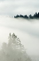 Coniferous forest in fog, Deception Pass State Park, Washington