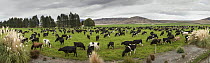 Domestic Cattle (Bos taurus) dairy cows grazing near Twizel, Mackenzie Country, New Zealand
