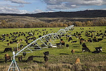 Domestic Cattle (Bos taurus) dairy cows grazing under irrigation system near Lauder, Central Otago, New Zealand