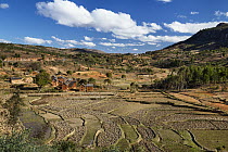 Rice (Oryza sativa) terraces and village in highlands, Madagascar