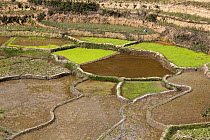 Rice (Oryza sativa) terraces in highlands, Madagascar