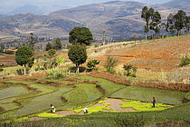 Rice (Oryza sativa) terraces being worked in highlands near Ambalavao, Madagascar