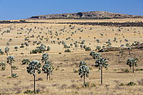Fire resistant Bismarck Palm (Bismarckia nobilis) trees in savanna near Ilakaka, Madagascar