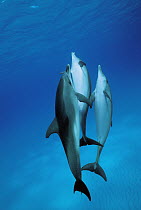 Atlantic Spotted Dolphin (Stenella frontalis) juveniles, Bahamas, Caribbean