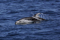 Pacific White-sided Dolphin (Lagenorhynchus obliquidens) surfacing, California