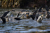 California Sea Lion (Zalophus californianus) group floating at surface, keeping flippers above water to thermoregulate, Monterey, California
