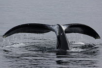 Bowhead Whale (Balaena mysticetus) diving, Denmark