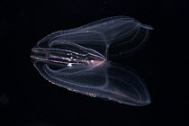 Comb Jelly (Mnemiopsis sp) showing bioluminescence, native to western Atlantic