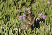 California Ground Squirrel (Spermophilus beecheyi) in iceplants, Monterey, California