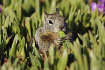 California Ground Squirrel (Spermophilus beecheyi) feeding on iceplant, Monterey, California