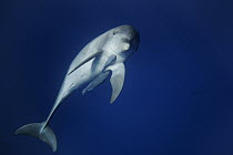 Indo-pacific Bottlenose Dolphin (Tursiops aduncus) with Remoras (Remora sp), Ogasawara Island, Japan