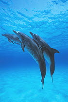 Atlantic Spotted Dolphin (Stenella frontalis) trio with Remoras (Remora sp), Bahamas, Caribbean