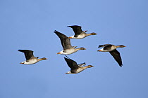 Bean Goose (Anser fabalis) group flying, Lindisfarne, Northumberland, England