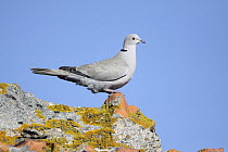 Eurasian Collared-Dove (Streptopelia decaocto), Alentejo, Portugal