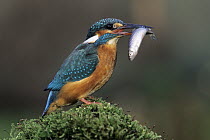 Common Kingfisher (Alcedo atthis) with fish prey, Lower Saxony, Germany