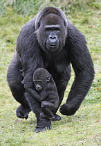 Western Lowland Gorilla (Gorilla gorilla gorilla) mother walking with young holding on, Arnhem, Netherlands