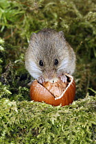 Harvest Mouse (Micromys minutus) feeding on hazelnut, Lower Saxony, Germany