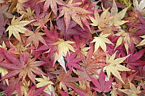 Japanese Maple (Acer palmatum) leaves in autumn, Hessen, Germany