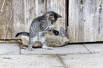 Domestic Cat (Felis catus) gray Tabby kitten playing with mouse prey, Lower Saxony, Germany