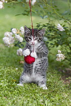 Domestic Cat (Felis catus) Tabby kitten playing with ball of wool in garden, Lower Saxony, Germany