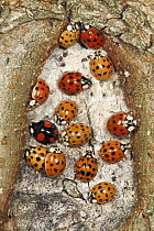 Asian Ladybird Beetle (Harmonia axyridis) group gathering in autumn, Hessen, Germany