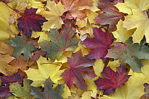 Sycamore (Acer Pseudoplatanus) leaves in autumn, Hessen, Germany