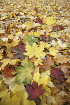 Sycamore (Acer Pseudoplatanus) leaves in autumn, Hessen, Germany