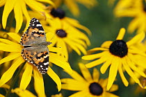 Painted Lady (Vanessa cardui) butterfly feeding on Blackeyed Susan (Rudbeckia hirta) flower nectar, Lower Saxony, Germany