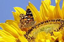 Painted Lady (Vanessa cardui) butterfly feeding on Common Sunflower (Helianthus annuus) nectar, Lower Saxony, Germany