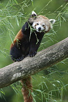 Lesser Panda (Ailurus fulgens) eating bamboo, native to China