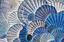 St James Scallop (Pecten jacobaeus) shells seen in ultraviolet light, Donana National Park, Andalucia, Spain, Sequence 2 of 2