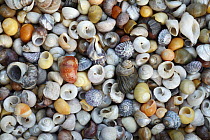 Turbinate Monodont (Monodonta turbinata) shells collected from North Sea, Spain. Sequence 1 of 2