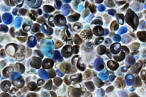 Turbinate Monodont (Monodonta turbinata) shells collected from North Sea seen in ultraviolet light, Spain. Sequence 2 of 2