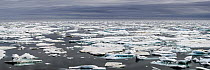 Ice floes, Wrangel Island, Russia