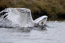 Snowy Owl (Nyctea scandiaca) chick swimming in river after failed flight attempt, Wrangel Island, Russia