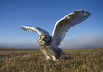 Snowy Owl (Nyctea scandiaca) chick in defensive posture, Wrangel Island, Russia