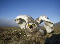 Snowy Owl (Nyctea scandiaca) chick in defensive posture, Wrangel Island, Russia